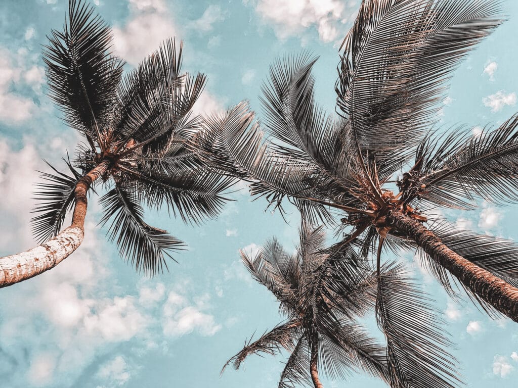 tropical lifestyle